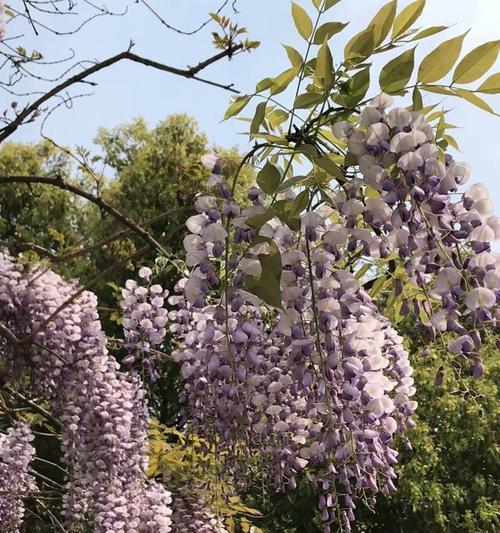 紫藤花之美（探寻紫藤花的深层意义）