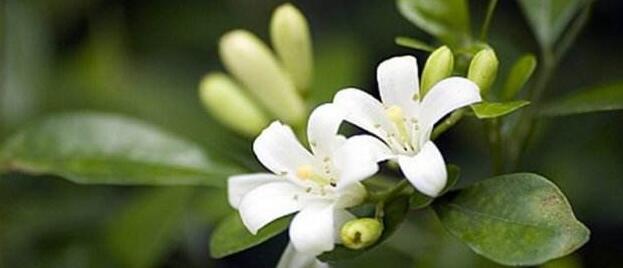 夜来香不开花怎么办？如何促进夜来香开花？