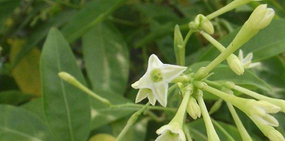 夜来香不开花怎么办？如何促进夜来香开花？