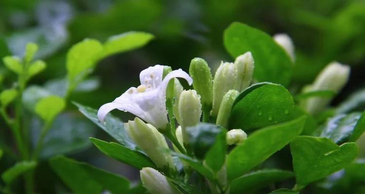 夜来香不开花怎么办？如何促进夜来香开花？
