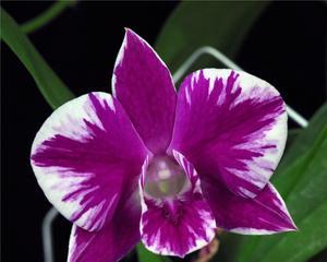 紫色泰国洋兰花语-传递祝福与美好(祝福的紫色泰国洋兰花语与意义) 紫色泰国洋兰花语-传递祝福与美好(祝福的紫色泰国洋兰花语与意义)