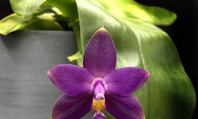 紫色泰国洋兰花语-传递祝福与美好(祝福的紫色泰国洋兰花语与意义) 紫色泰国洋兰花语-传递祝福与美好(祝福的紫色泰国洋兰花语与意义)