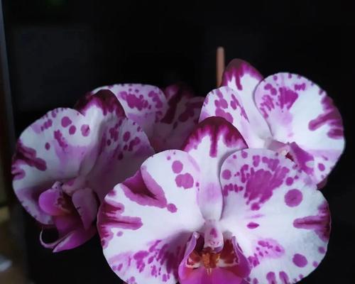 紫色泰国洋兰花语-传递祝福与美好(祝福的紫色泰国洋兰花语与意义) 紫色泰国洋兰花语-传递祝福与美好(祝福的紫色泰国洋兰花语与意义)