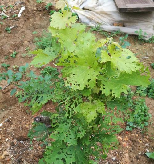 葡萄树打什么农药好？如何选择合适的农药进行防治？