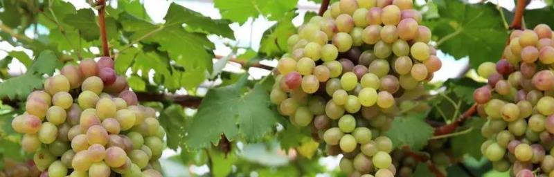 葡萄树打什么农药好？如何选择合适的农药进行防治？