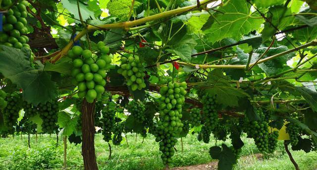 葡萄树打什么农药好？如何选择合适的农药进行防治？