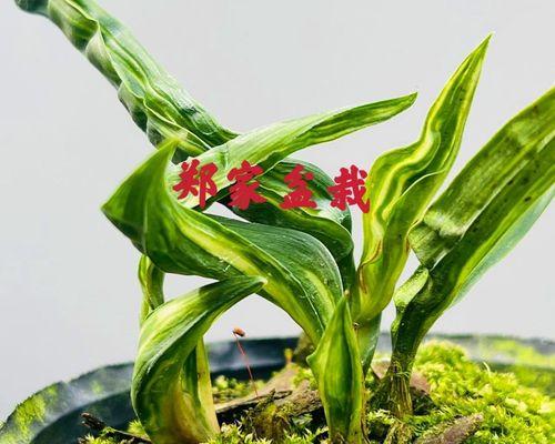 探索兰花矮品种的潜力（矮化品种的魅力与应用前景）