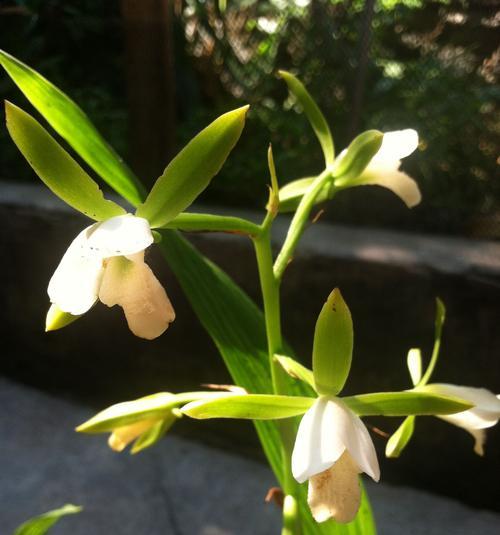 探索兰花矮品种的潜力（矮化品种的魅力与应用前景）