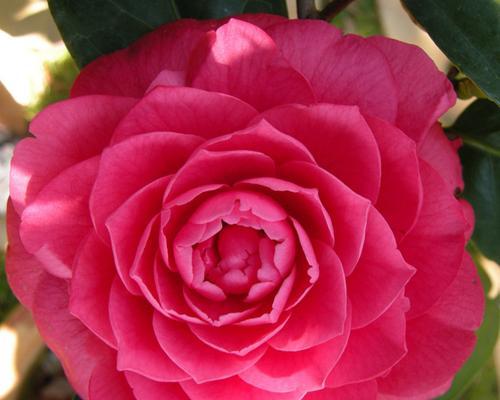 红色山茶花的花语（用红色山茶花传递真挚的情感）