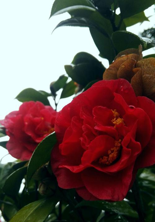 红色山茶花的花语（用红色山茶花传递真挚的情感）