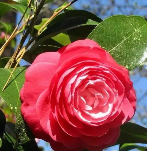 红色山茶花的花语（用红色山茶花传递真挚的情感）