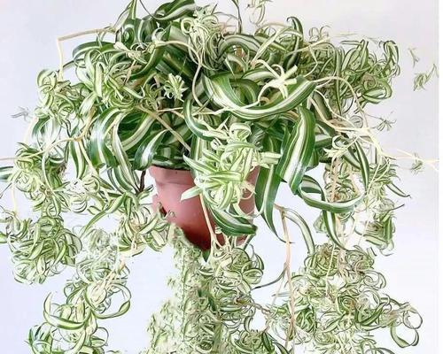 卷叶吊兰怎么养？养殖过程中应注意哪些问题？