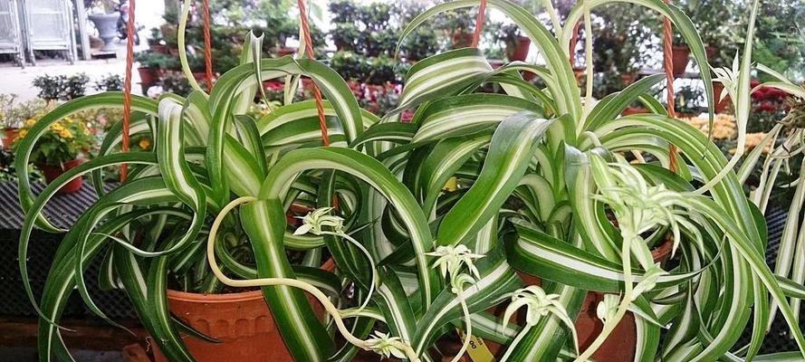 卷叶吊兰怎么养？养殖过程中应注意哪些问题？