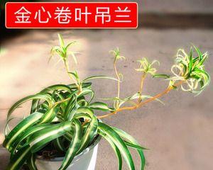 卷叶吊兰怎么养？养殖过程中应注意哪些问题？