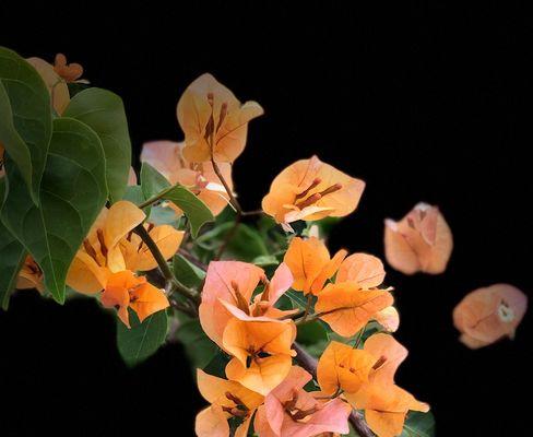 三角梅的含义与花语（解读三角梅的寓意和象征）