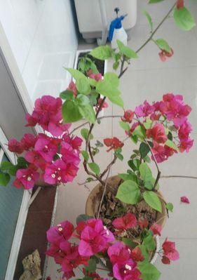 三角梅的含义与花语（解读三角梅的寓意和象征）