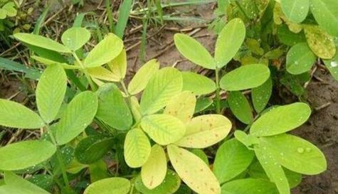 夏季适合种什么农作物？有哪些高效种植技巧？