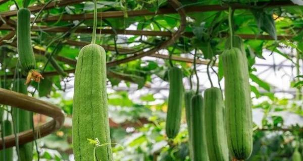 夏季适合种什么农作物？有哪些高效种植技巧？