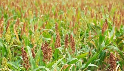 夏季适合种什么农作物？有哪些高效种植技巧？