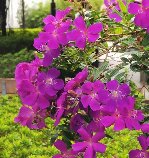 以巴西野牡丹花语为主题的魅力与意义（探寻巴西野牡丹花语的深层内涵及其文化背景）