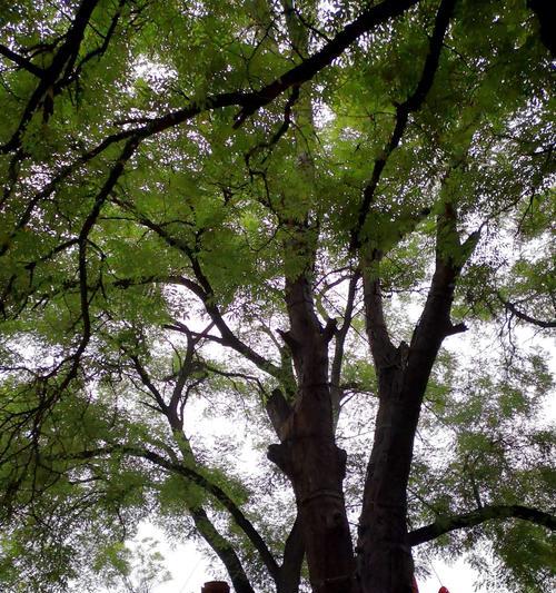 槐树通常在哪些地区生长？它们的生长条件是什么？