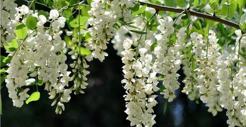 槐树通常在哪些地区生长？它们的生长条件是什么？