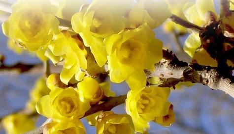 坚强之花-昙花（生命中的奇迹与坚持）