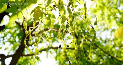 槐树通常在哪些地区生长？它们的生长条件是什么？