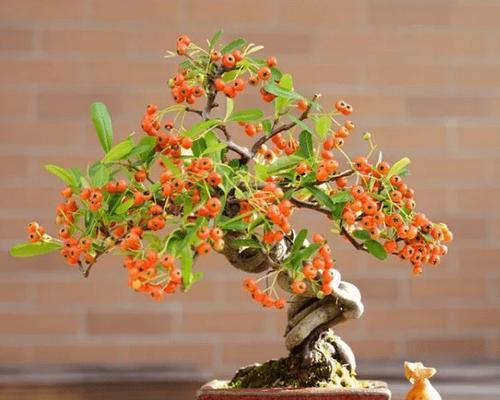 山楂树种在花盆里可行吗？如何正确种植和养护？