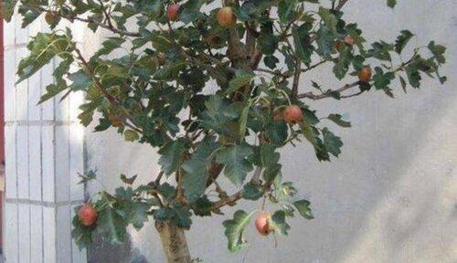 山楂树种在花盆里可行吗？如何正确种植和养护？