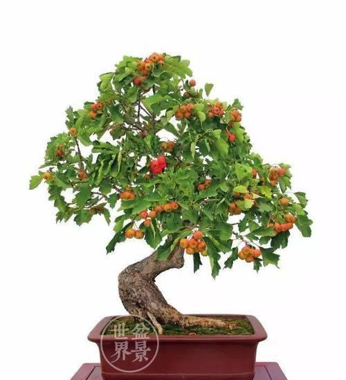 山楂树种在花盆里可行吗？如何正确种植和养护？