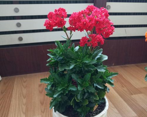 揭秘长寿花的奥秘 寿命长久的象征——以什么花代表长寿