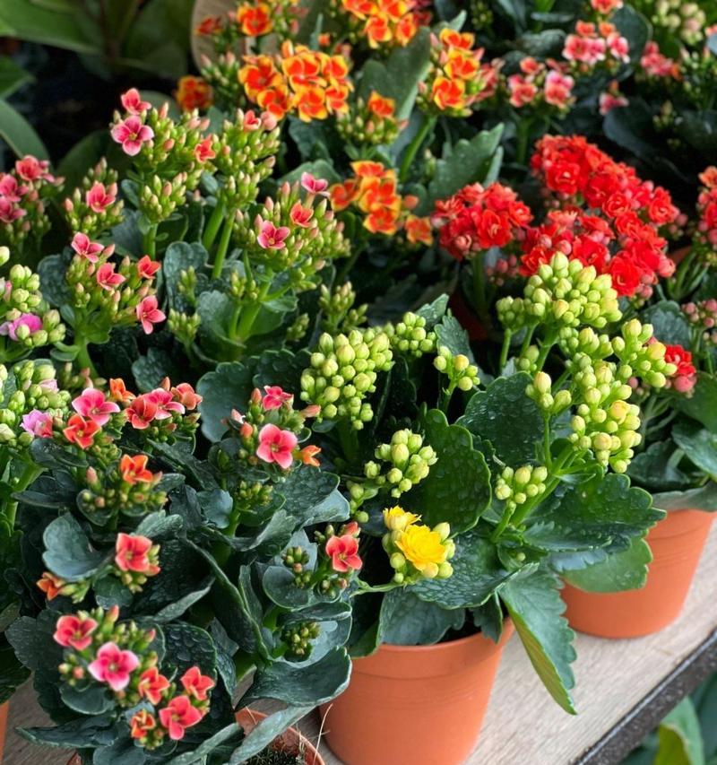 寿命长久的象征——以什么花代表长寿（揭秘长寿花的奥秘）