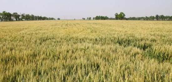 小麦适合什么土壤种植？如何选择最佳种植环境？