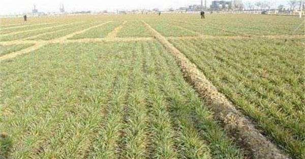 小麦适合什么土壤种植？如何选择最佳种植环境？