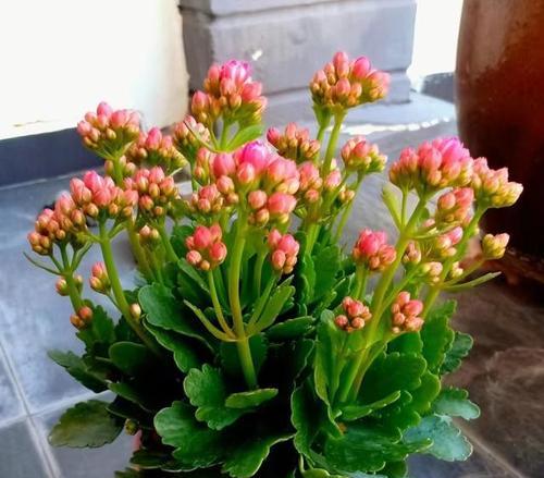 寿命长久的象征——以什么花代表长寿（揭秘长寿花的奥秘）