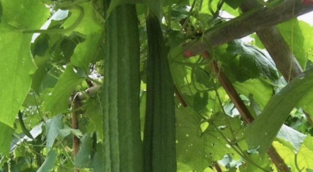 丝瓜种子怎么种植方法？步骤和注意事项是什么？