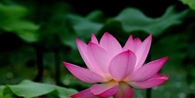 荷花（追寻清雅自持的人生境界）