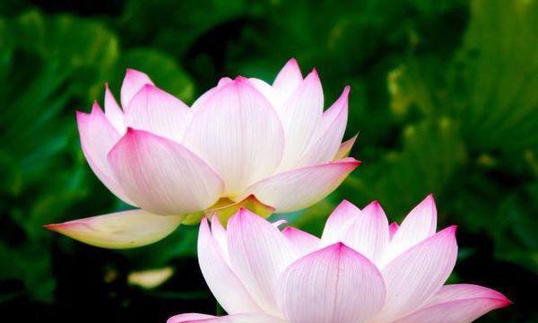 荷花（追寻清雅自持的人生境界）