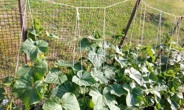 丝瓜种子怎么种植方法？步骤和注意事项是什么？