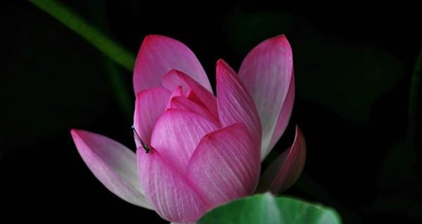 荷花（追寻清雅自持的人生境界）