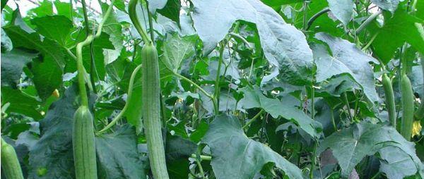 丝瓜种子怎么种植方法？步骤和注意事项是什么？