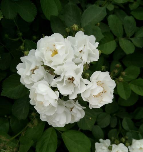 茶蘼花的寓意与象征（探索茶蘼花的含义和象征意义）