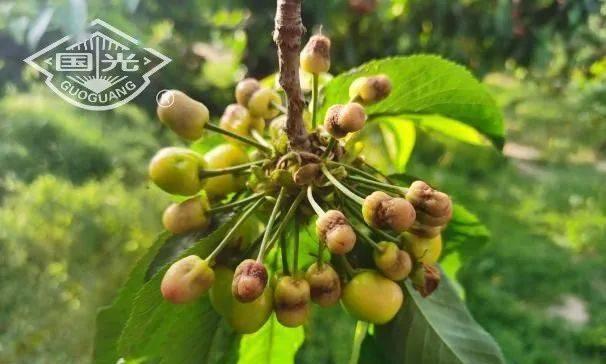 樱桃落果是什么原因造成的？如何有效预防樱桃落果？