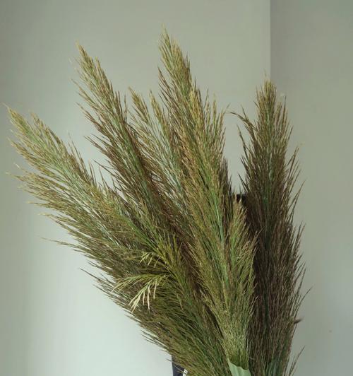 芦苇的花语——守望与希望（展现坚韧与自由的自然之美）