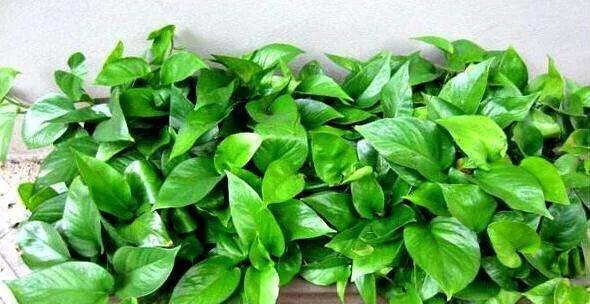 干树叶能用作肥料吗？如何正确使用干树叶作为肥料？