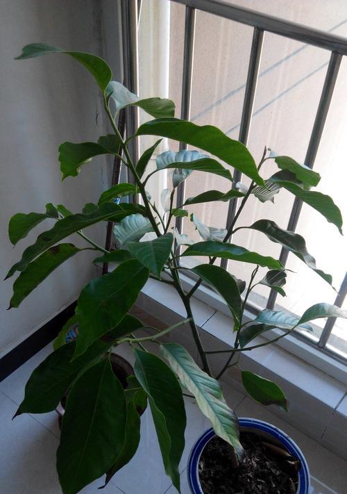 干树叶能用作肥料吗？如何正确使用干树叶作为肥料？