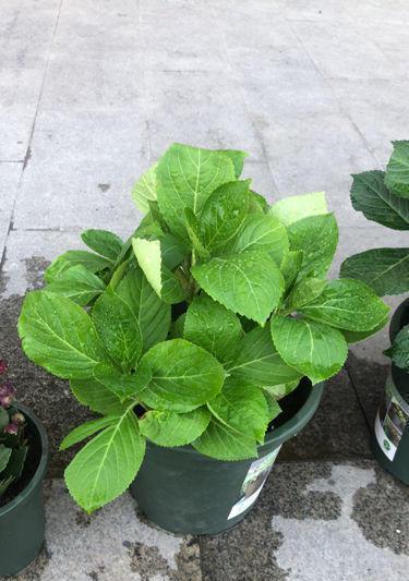 干树叶能用作肥料吗？如何正确使用干树叶作为肥料？