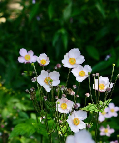 美好生机（探寻自然之美）