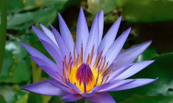 美好生机（探寻自然之美）